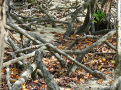 Eopsaltria pulverulenta