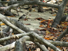 Eopsaltria pulverulenta