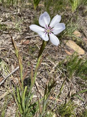 Aristea spiralis