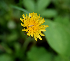 Taraxacum formosanum