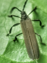 Lycidae