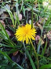 Taraxacum officinale