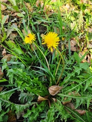 Taraxacum officinale