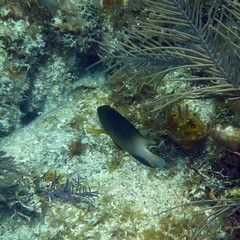 Stegastes partitus