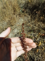 Agrimonia eupatoria eupatoria