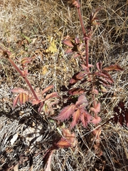 Agrimonia eupatoria eupatoria