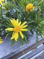 Senecio squalidus