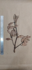 Cinnamomum