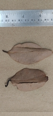 Cinnamomum