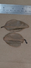 Cinnamomum