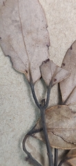 Cinnamomum