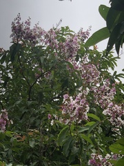 Lagerstroemia speciosa