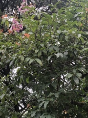 Lagerstroemia speciosa