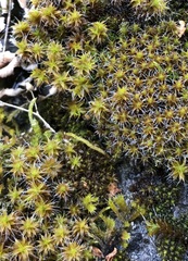 Syntrichia ruralis