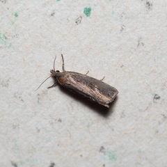 Endothenia quadrimaculana