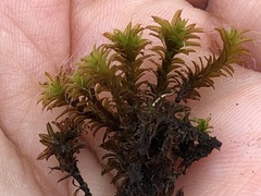 Syntrichia ruralis