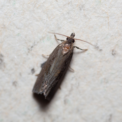 Endothenia quadrimaculana