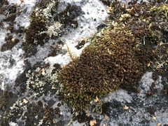 Syntrichia ruralis
