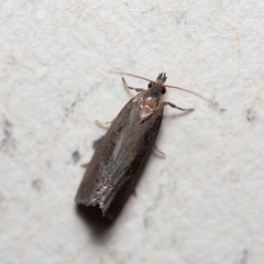 Endothenia quadrimaculana