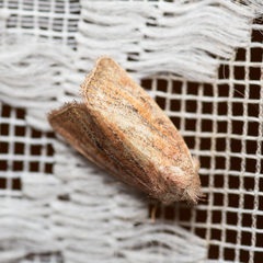Photedes fluxa