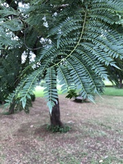 Leucaena leucocephala