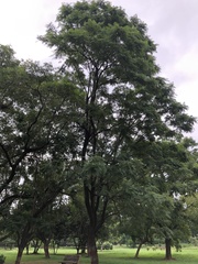 Leucaena leucocephala