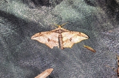 Hyposidra infixaria