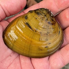 Ellipsaria lineolata