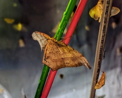 Hyposidra infixaria