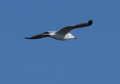 Ichthyaetus audouinii