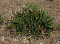 Chamaerops humilis
