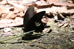 Papilio sataspes