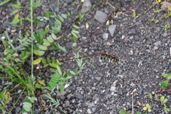 Astragalus norvegicus