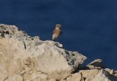 Oenanthe hispanica