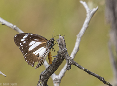 Danaus affinis