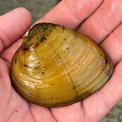 Ellipsaria lineolata