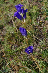 Gentiana decumbens