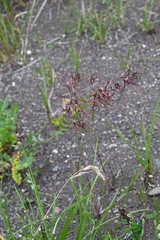 Poa alpigena