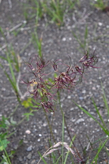 Poa alpigena