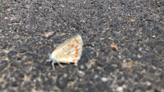Aricia agestis