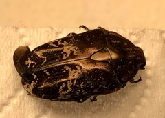 Protaetia acuminata
