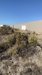 Lepidospartum squamatum