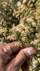 Lepidospartum squamatum