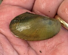 Potamilus fragilis