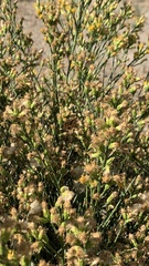 Lepidospartum squamatum