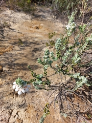 Pityrodia hemigenioides