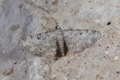 Eupithecia semigraphata