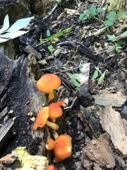 Pluteus aurantiorugosus