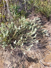 Pityrodia hemigenioides