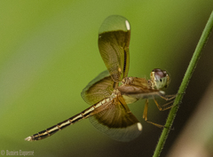 Neurothemis stigmatizans